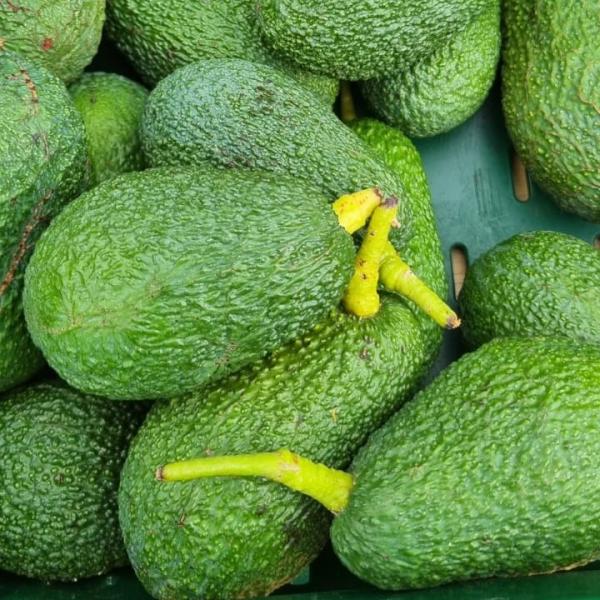 Avocado